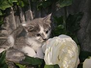 Kitten - Lebach
