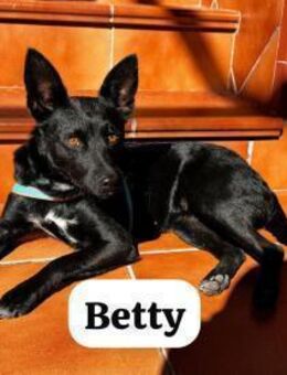 Betty im Winter herzlos ausgesetzt - Berlin