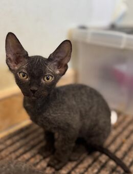 Wunderschöne Sphynx Kitten (Brush/Velour) suchen liebevolles Zuhause 🐾 - Molbergen