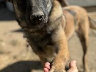 Andra, die besondere Freundin 🐾 - Elsdorf (Nordrhein-Westfalen)