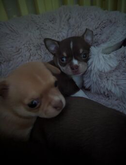 Chihuahua Mädchen kann resaviert werden - Dinslaken
