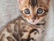 Bengalkitten - Köln