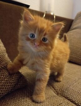 Zwei kleine Maine-coon Mix Kater 🐱 suchen ihr zukünftiges Zuhause 🏡 - Gornhausen
