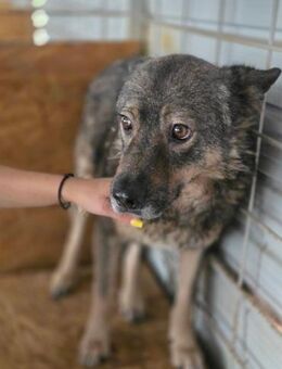 Emilio - braucht Dich - Dreikirchen
