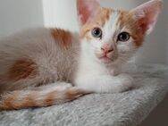 ✨Süßer Babykater Murphy ✨🐾 - Eislingen (Fils)
