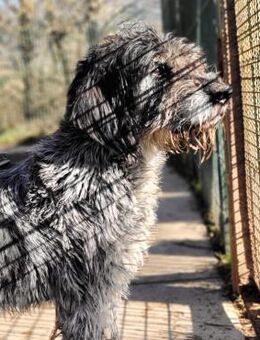 Serafino - Würzburg