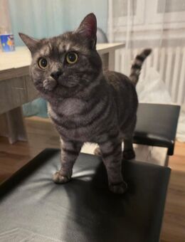 BKH Kater - Lübbecke