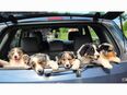 Australian Shepherd Welpen abzugeben in 29451