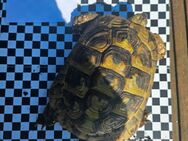 Griechische landschildkröte - Mönchengladbach
