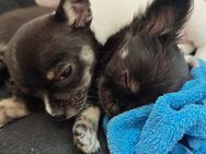 Chihuahuawelpen, Rüde und Weibchen - Prebberede