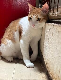 Shakira aus dem Tierschutz - Grevenbroich