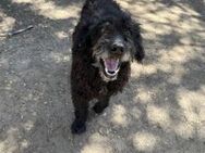 Agiler Wasserhund Willi sucht# - Essen