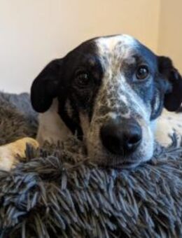 Joshua sucht ein Zuhause - München