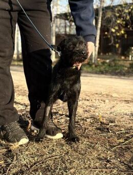Wer hat ein Körbchen für Leandra? - Heinsberg
