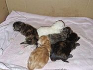 5 gesunde Reinrassige Maine Coon Kitten ab September ab zu geben - Nordheim