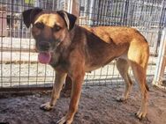 Corina- im HORROR Shelter- Hilfe - Blankenheim (Nordrhein-Westfalen)