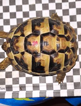 Breitrandschildkröten (TM) NZ 2021 abzugeben - Rastow