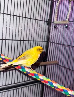 Verkaufe 2 kanarienvögel(geschl. Unbekannt) - Rostock Schmarl