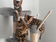 2 Zuckersüße Bengal Kitten - Löhne Zentrum