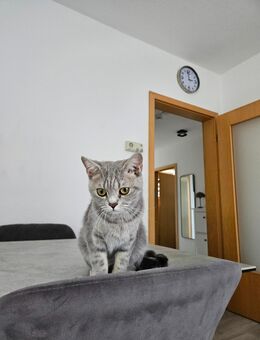 Britisch kurzhaar katze damen geboren 04.04.2024 - Velbert