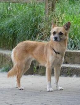 Foxy sucht Menschen mit Hundeerfahrung - Hausen (Würzburg)