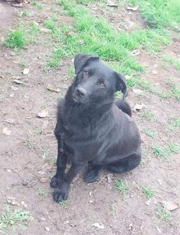 PAN - geb. ca. 12/2020 - ca. 37cm/12kg - Schönaich