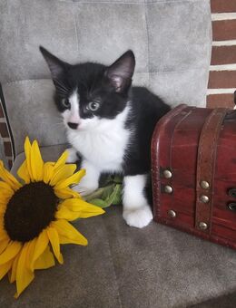 Kätzchen/ Kitten - Lebach