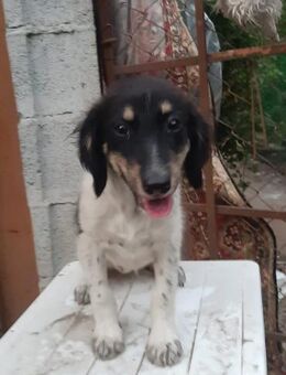 Luna - Mönchengladbach