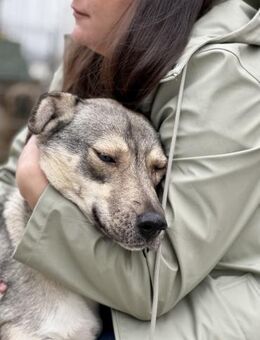 Lida -Sanfte, junge Hündin sucht Zuhause - Berlin