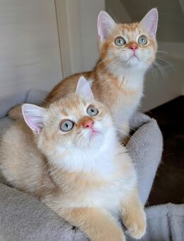 Bezaubernde BKH Kitten gold mit Stammbaum - Borkheide