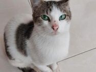 Maira aus dem Tierschutz - Grevenbroich