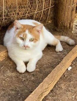 VERA sucht ein liebevolles Zuhause - Sehnde