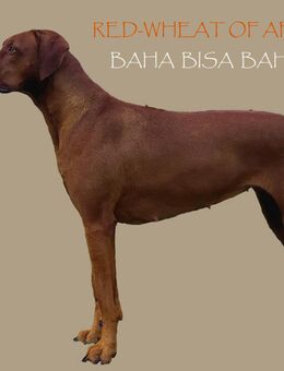 Genetisch gesunde Welpen mit R.I.GE.P. Gen-Test + VERHALTENSGENE PREMIUM ZUCHT Rhodesian Ridgeback - Hildesheim