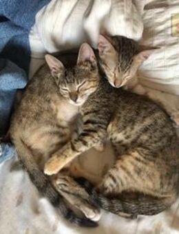 Tigerschwestern suchen Happy Home - Bad Camberg