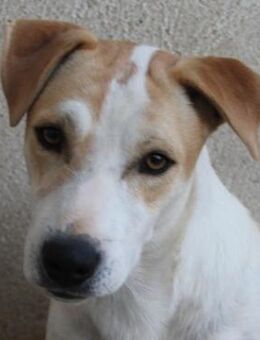 Pazzo, geb. ca. 06/2024, GRIECHENLAND - Euskirchen