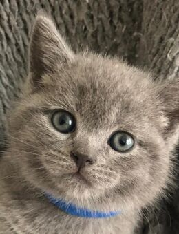 BKH Kitten Chartreuse Russisch Blau - Eckernförde