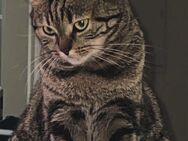 Hauskatze - Mönchengladbach