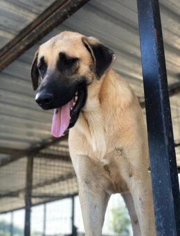 Großes Herz im großen Hund: Cassius, m - Beckingen