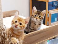 Wunderschönes dreifarbiges Maine Coon Mädchen noch frei - Dingolfing