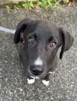 Buddy - kleiner Held sucht Dich! - Gerlingen