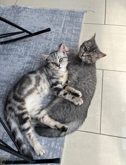 1 BKH Kitten abzugeben – geboren am 02.03.2025 - Hannover
