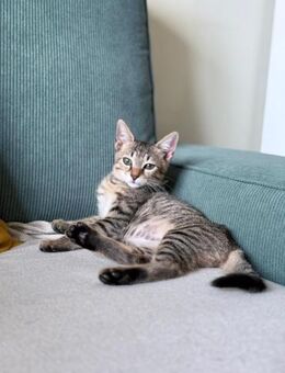 Schmusekatze Mina aus dem Tierschutz - Grevenbroich