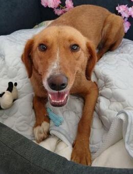 🌸 Sanfte Lara sucht Familie 🌸 - Eislingen (Fils)