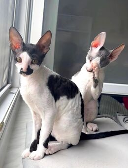Cornish Rex Kitten Verfügbar - Chemnitz
