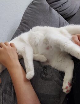 BKH Katze - Gummersbach Zentrum