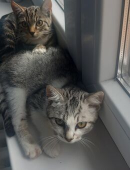 Kitten junge Mädchen - Offenbach (Main)