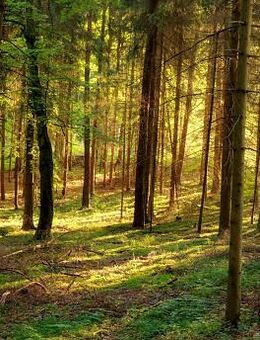 Seniorentreffen weibl. männl. zum plaudern, Karten u. Brettspiele , Kaffee/Tee trinken! - Altötting Zentrum