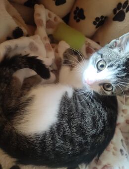 Katze - Gerbstedt