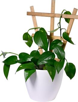 dobar Dekorative Blumentopf-Rankhilfe Positano 4er-Set #29186 - Birkenfeld (Baden-Württemberg)