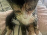 Super süsse Kätzchen, Kitten, Katzenkinder sehr lieb - Bernburg (Saale)